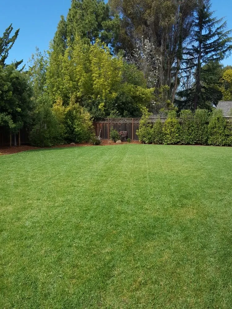 Local yard maintenance experts serving Palo Alto, CA - Merlos Landscaping