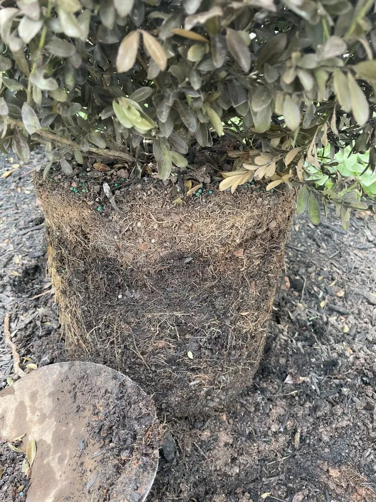 Reliable landscape design in Merrifield, VA by Merrifield Garden Center