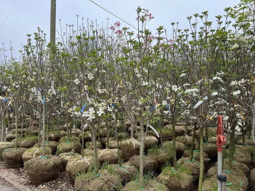 Custom yard cleanup service in Merrifield, VA - Merrifield Garden Center