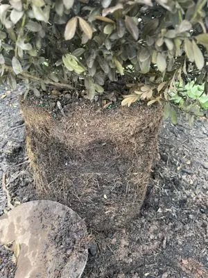 Merrifield Garden Center