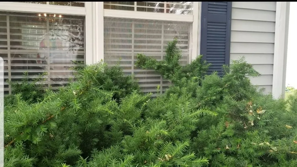 Local residential landscaping in Champaign, IL by Merrill Landscape Services