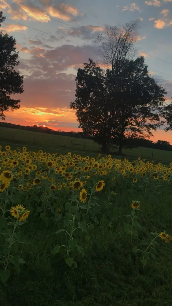 Local landscape design in Lebanon, TN by Merryman Land Management