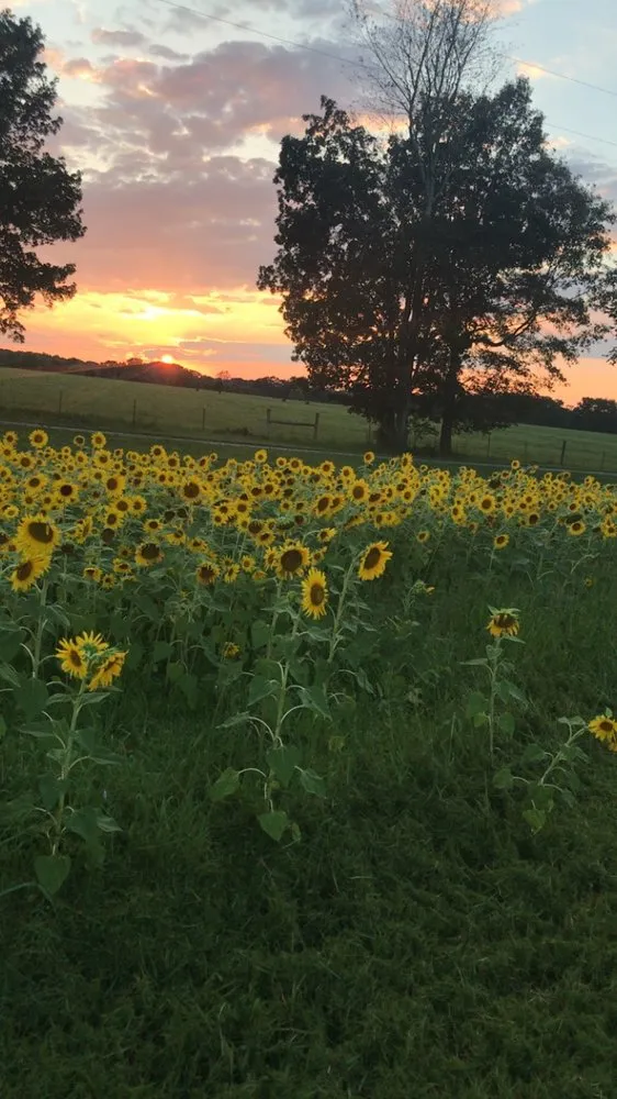 Custom yard maintenance with custom design in Lebanon, TN by Merryman Land Management