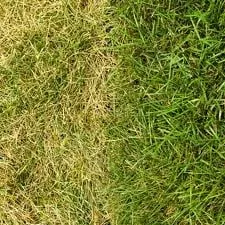 Trusted lawn care service in Franklin, TN - Merryman's Custom Lawn Care