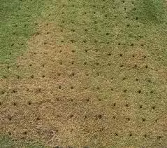 Trusted lawn care service for homes in Franklin, TN by Merryman's Custom Lawn Care