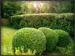 Expert landscaping services in Franklin, TN - Merryman's Custom Lawn Care