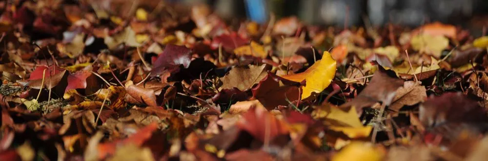 Trusted garden landscaping in Manhattan, KS - Mertz Family Lawn Care