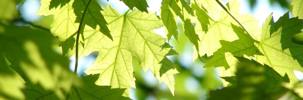 Top-rated lawn mowing service with custom design in Manhattan, KS by Mertz Family Lawn Care