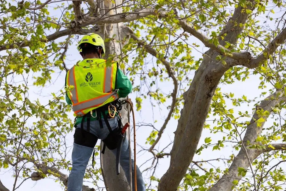 Trusted landscaping services for beautiful yards in Santa Ana, CA by Mesa Verde Landscapes Inc