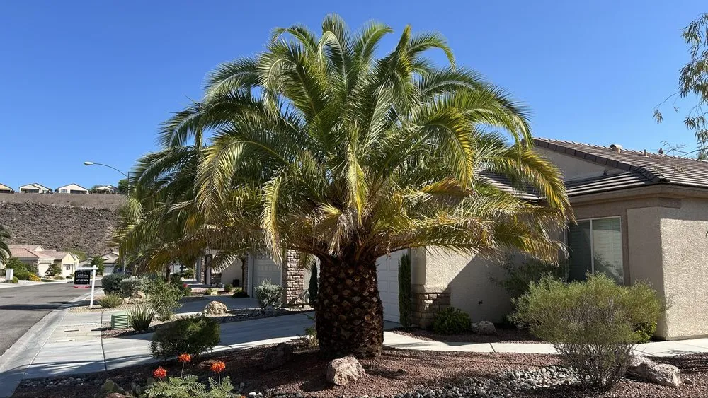 Expert outdoor landscaping for outdoor upgrades in Las Vegas, NV by Mesmerizing Garden Service