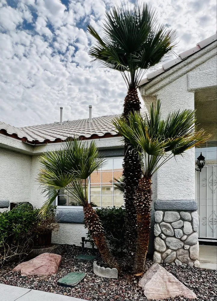 Reliable yard maintenance for year-round maintenance in Las Vegas, NV by Mesmerizing Garden Service