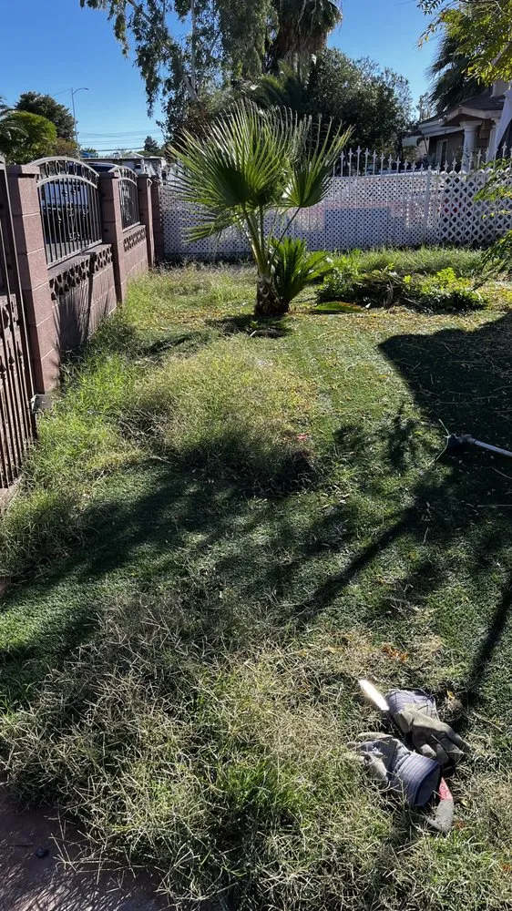 Local landscape design for beautiful yards in Las Vegas, NV by Mesmerizing Garden Service