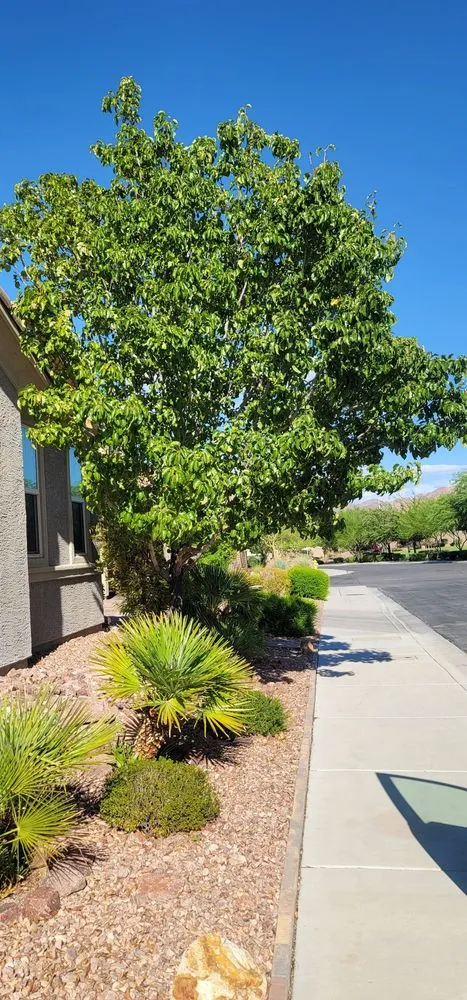 Custom garden landscaping for year-round maintenance across Las Vegas, NV - Mesmerizing Garden Service