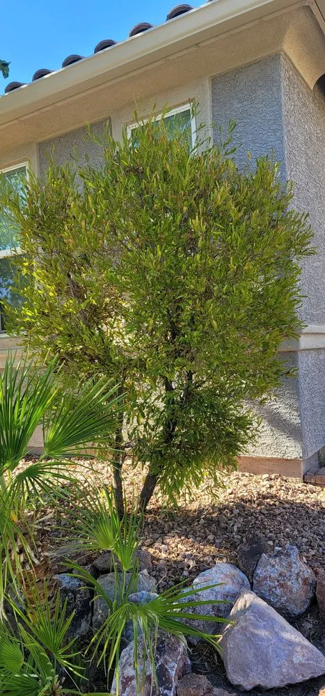 Trusted outdoor landscaping for homes across Las Vegas, NV - Mesmerizing Garden Service