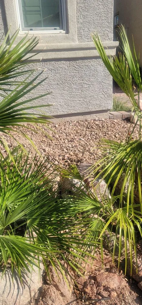Expert outdoor landscaping for beautiful yards across Las Vegas, NV - Mesmerizing Garden Service