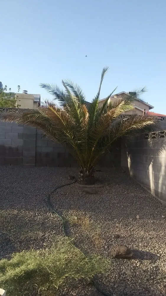 Top-rated yard cleanup service with custom design across Las Vegas, NV - Mesmerizing Garden Service
