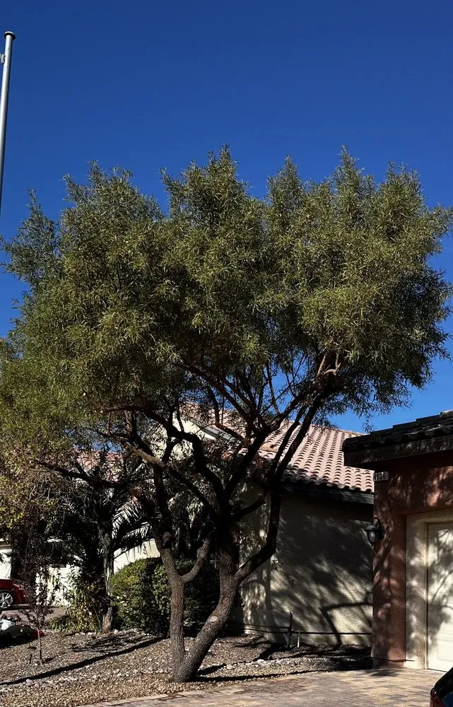 Professional lawn mowing service in Las Vegas, NV by Mesmerizing Garden Service