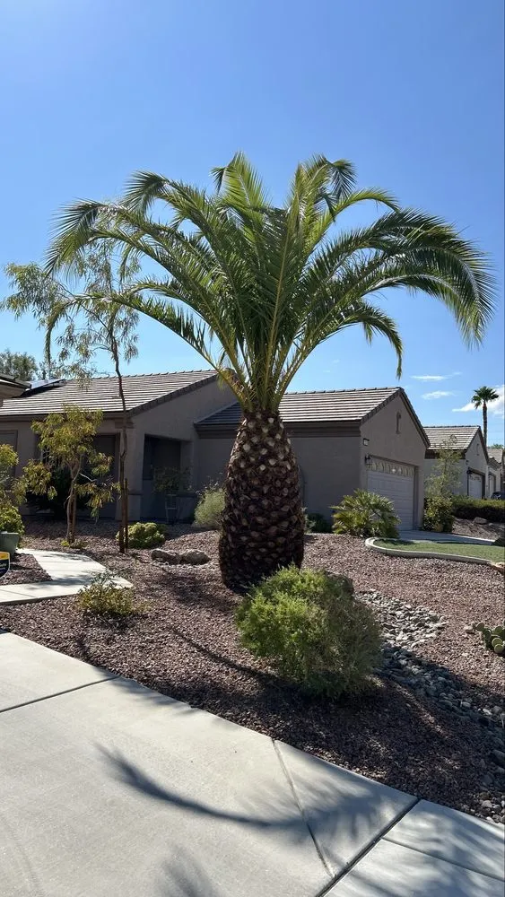 Local lawn care service in Las Vegas, NV by Mesmerizing Garden Service