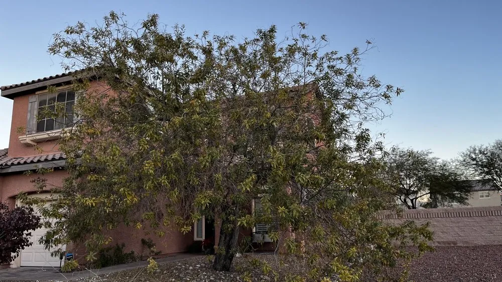 Affordable yard maintenance in Las Vegas, NV by Mesmerizing Garden Service