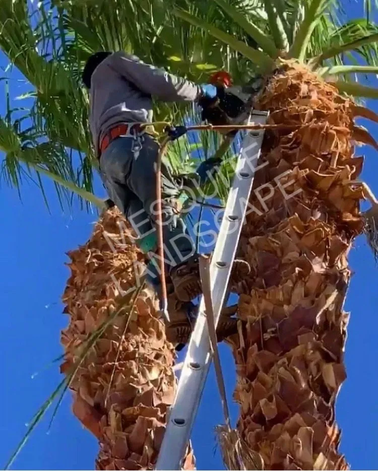 Top-rated residential landscaping experts serving La Quinta, CA - Mesquite Landscape