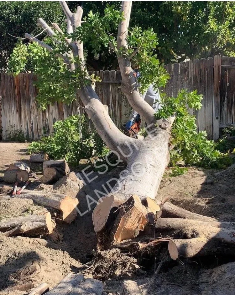 Reliable yard maintenance experts serving La Quinta, CA - Mesquite Landscape