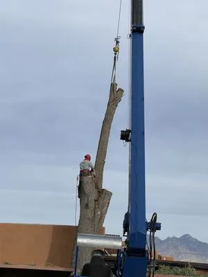 Mesquite Valley Tree & Landscaping Service Logo