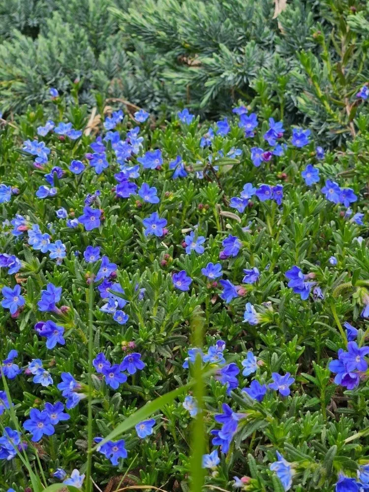 Reliable garden landscaping in Port Angeles, WA by Messinger Maintenance