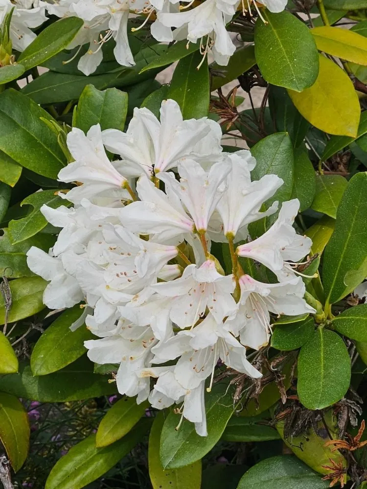 Top-rated lawn mowing service in Port Angeles, WA by Messinger Maintenance