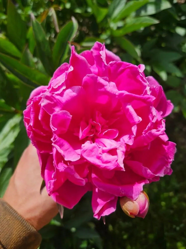 Custom garden landscaping in Port Angeles, WA - Messinger Maintenance