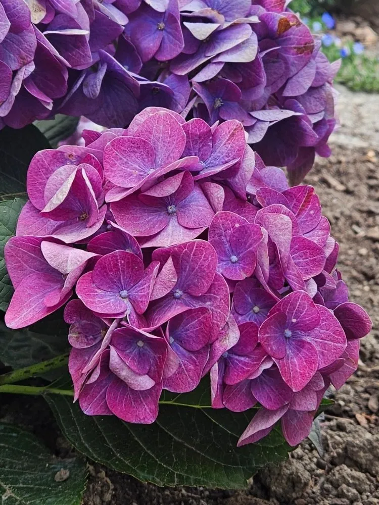 Custom yard cleanup service for outdoor upgrades in Port Angeles, WA by Messinger Maintenance