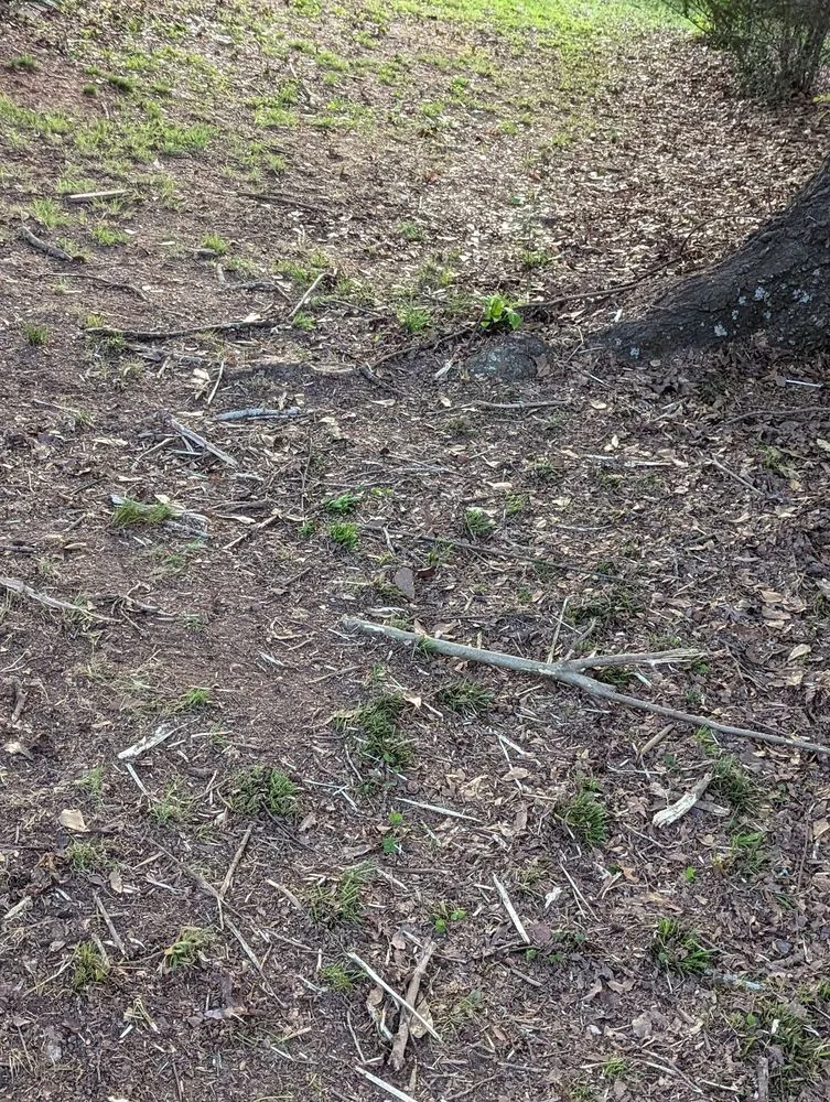 Local yard maintenance for homes across Villa Rica, GA - Messy Call Jesse