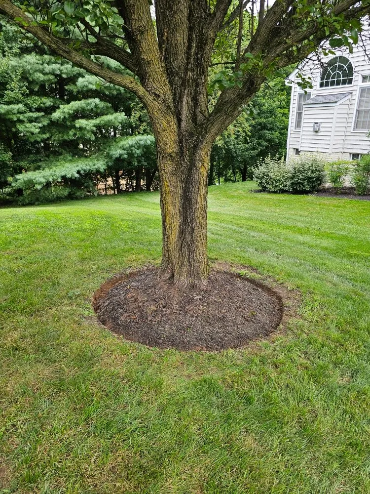 Trusted yard cleanup service for beautiful yards in Silver Spring, MD by Metallurgy Company Landscaping