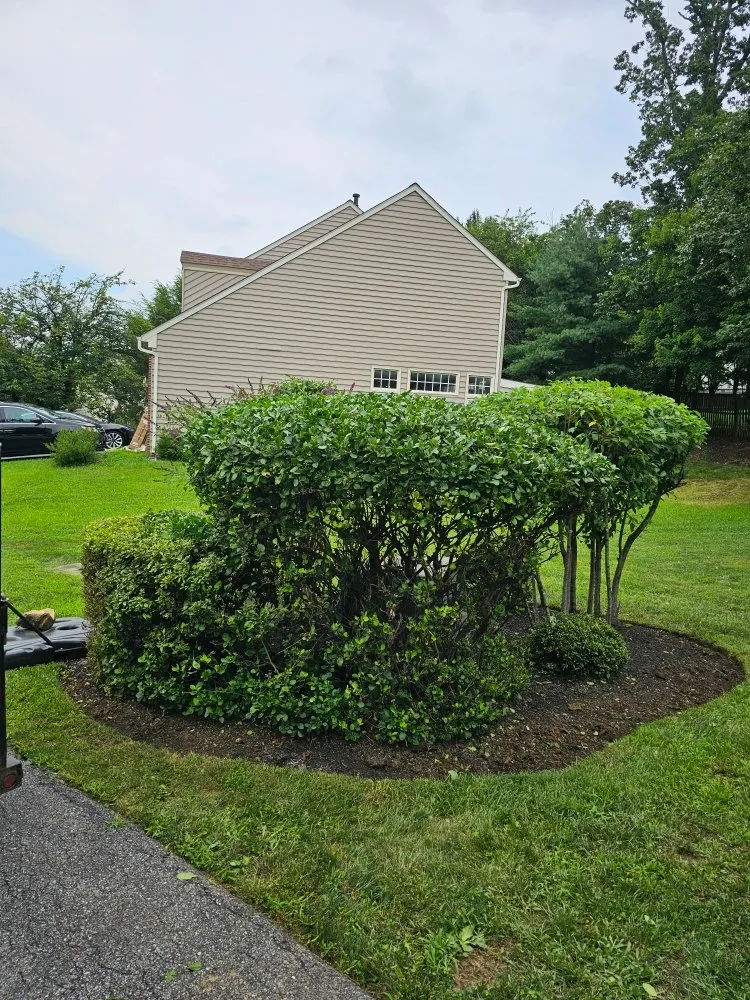 Local yard cleanup service for beautiful yards across Silver Spring, MD - Metallurgy Company Landscaping
