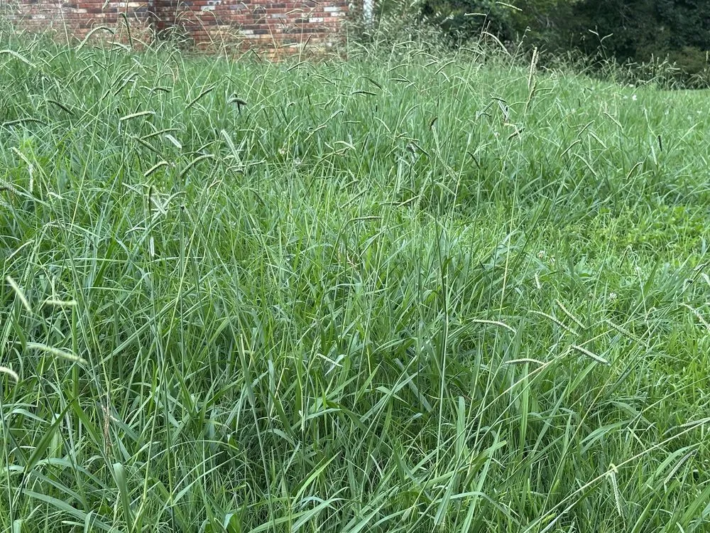 Trusted garden landscaping experts serving Atlanta, GA - Metamorphosis Landscape & Design