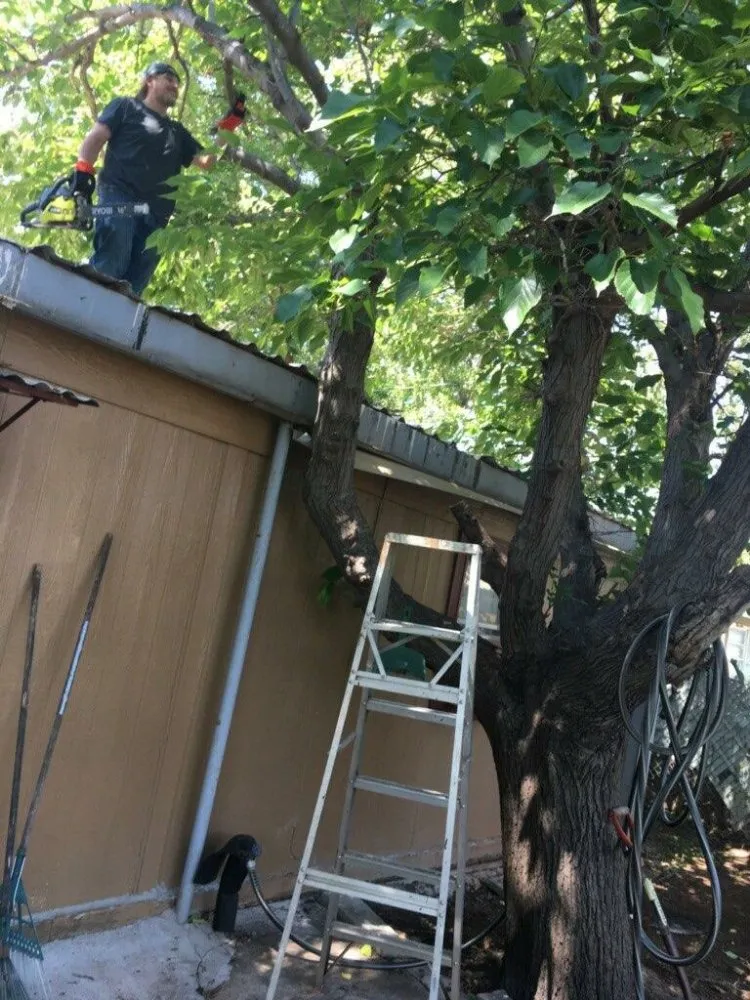 Trusted lawn care service experts serving Abilene, TX - Metanoia Landscaping