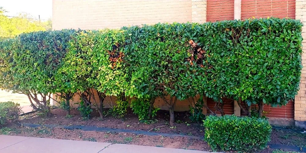 Top-rated landscape installation experts serving Abilene, TX - Metanoia Landscaping