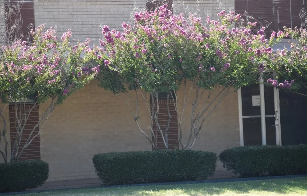 Top-rated yard cleanup service in Abilene, TX by Metanoia Landscaping