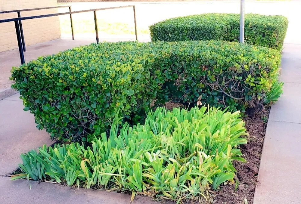 Expert landscape installation in Abilene, TX - Metanoia Landscaping