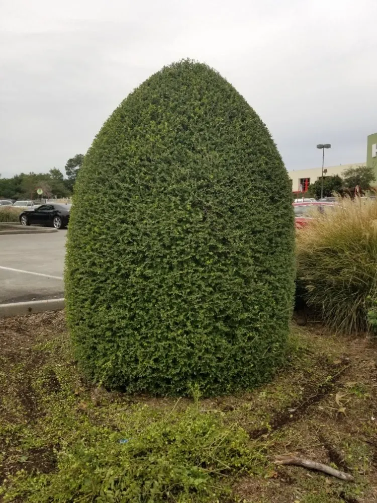 Custom yard cleanup service for outdoor upgrades across Cleveland, TX - Metaphor Landscaping