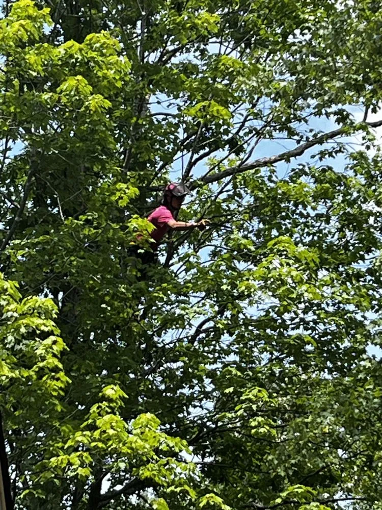 Local residential landscaping in Troy, VA - Metcalf Tree Service