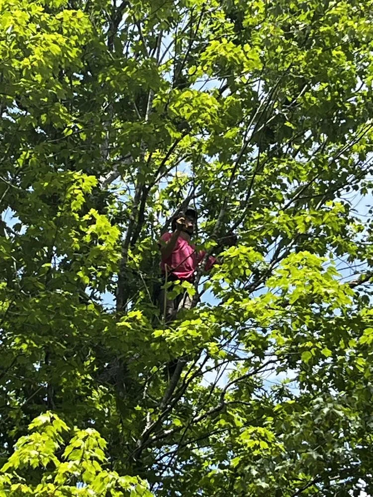 Local lawn care service in Troy, VA - Metcalf Tree Service