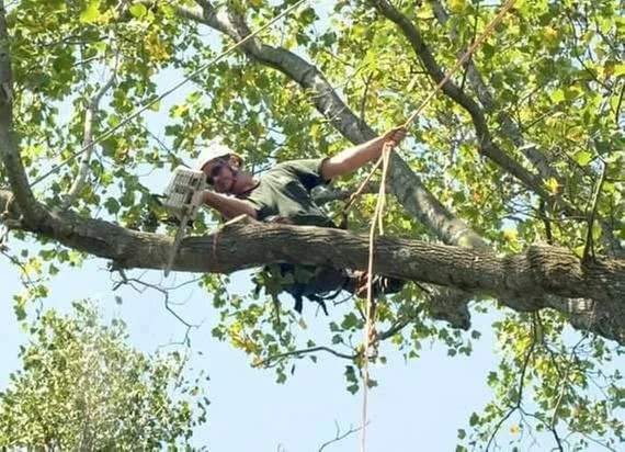 Professional yard maintenance in Troy, VA by Metcalf Tree Service