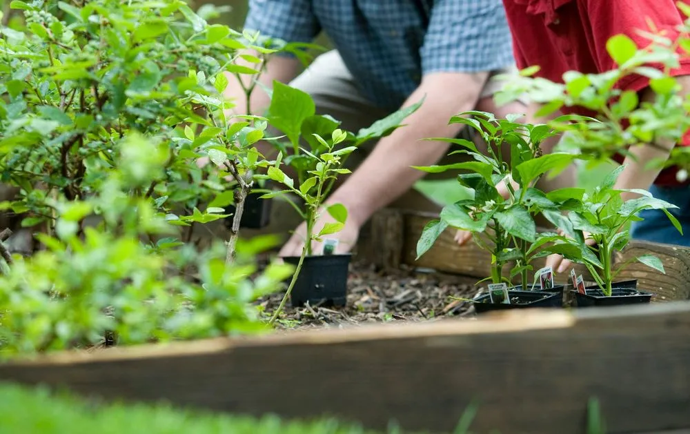 Reliable lawn mowing service for year-round maintenance across Jefferson, AR - Meticulous Landscapes