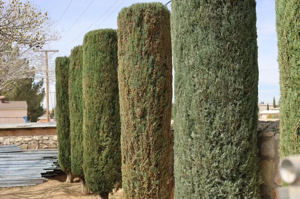 Expert landscaping services for residential properties in El Paso, TX by Meticulous Maintenance Yard Care