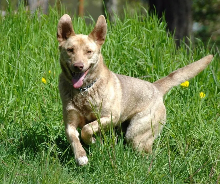 Expert lawn mowing service for homes in Grand Forks, ND by Meticulous Mowing