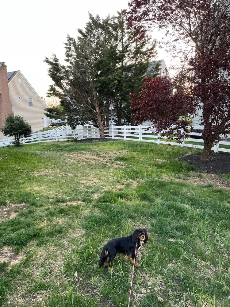 Professional yard cleanup service in Fredericksburg, VA - Meticulously Manicured Lawns