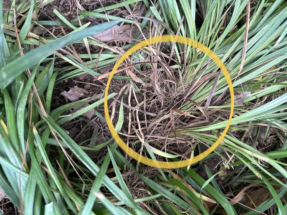 Local yard maintenance for homes across Atlanta, GA - Metro Atlanta Lawn Care