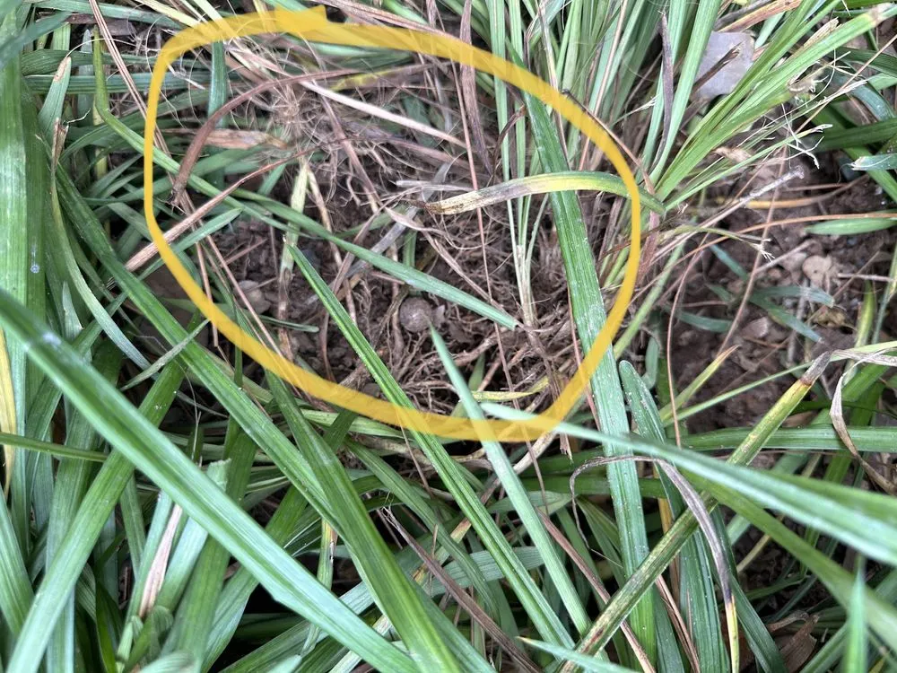 Custom lawn mowing service experts serving Atlanta, GA - Metro Atlanta Lawn Care