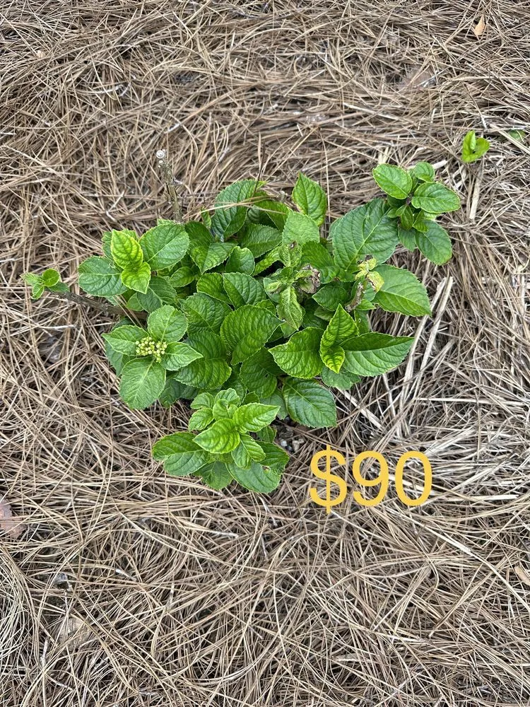 Expert landscape installation in Atlanta, GA by Metro Atlanta Lawn Care