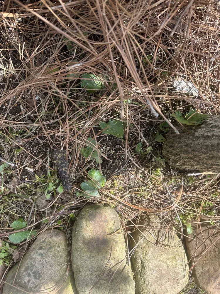 Trusted landscaping services in Atlanta, GA - Metro Atlanta Lawn Care